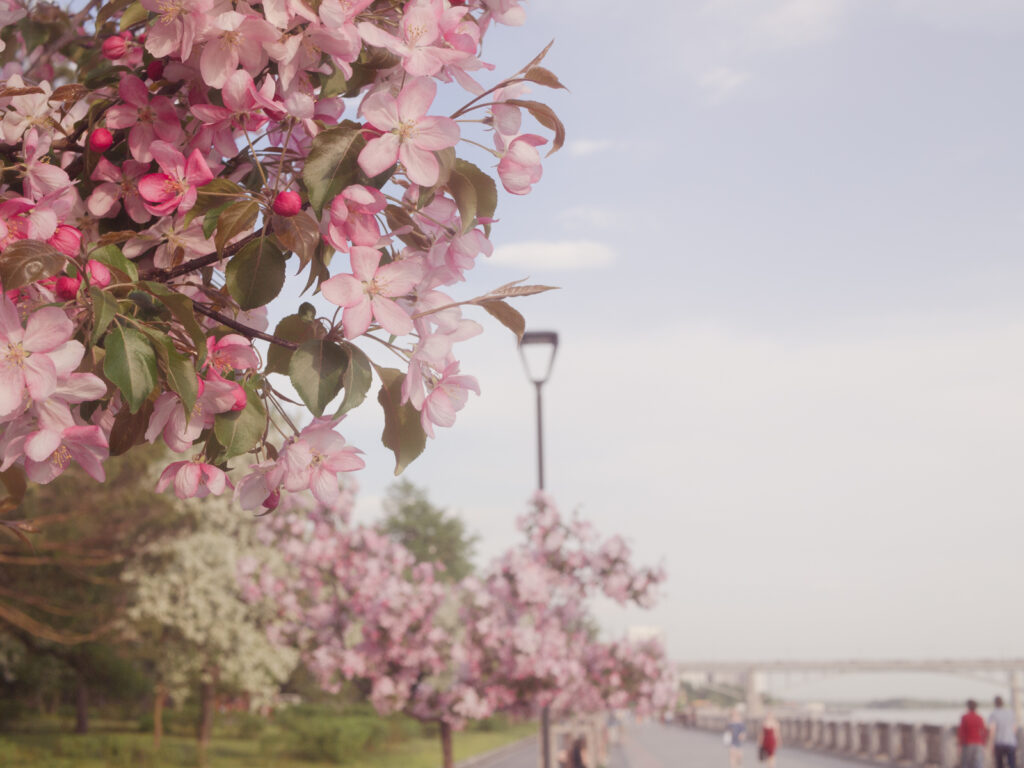 Яблони цветут. Фото Елены Берсеневой